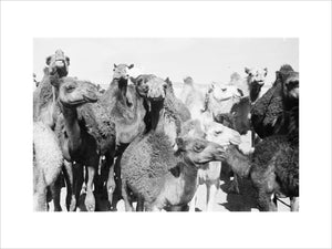 View of a herd of ...