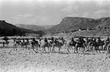 Wilfred Thesiger's party in the ...