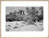 A palm grove at Min'ar. ...