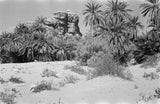 A palm grove at Min'ar. ...