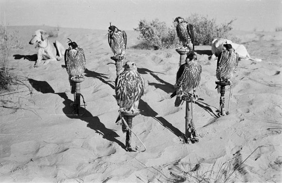 Portrait of six trained falcons ...