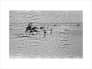 View of Wilfred Thesiger's travelling ...