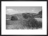 View of reeds growing in ...