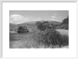 View of reeds growing in ...