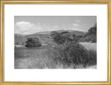 View of reeds growing in ...