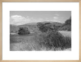 View of reeds growing in ...