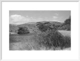 View of reeds growing in ...