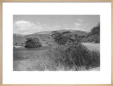 View of reeds growing in ...