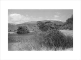 View of reeds growing in ...