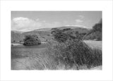 View of reeds growing in ...