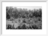 View of lush vegetation in ...