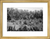View of lush vegetation in ...