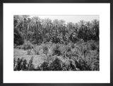 View of lush vegetation in ...