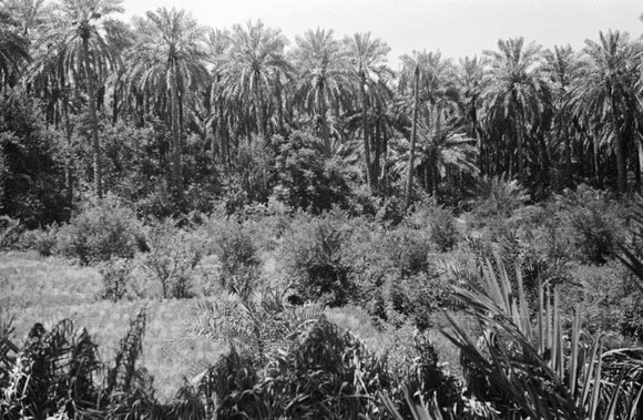 View of lush vegetation in ...