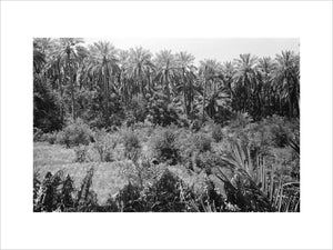 View of lush vegetation in ...