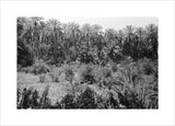 View of lush vegetation in ...