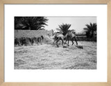 View of a young Arab ...