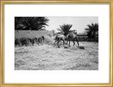 View of a young Arab ...