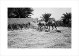 View of a young Arab ...