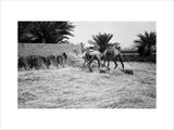 View of a young Arab ...