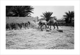View of a young Arab ...