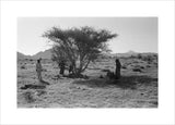 View of Wilfred Thesiger's travelling ...
