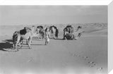 View of Wilfred Thesiger's Bedouin ...