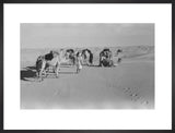 View of Wilfred Thesiger's Bedouin ...