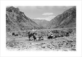 View of Wilfred Thesiger's travelling ...