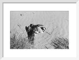 View of a peregrine falcon ...