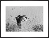View of a peregrine falcon ...