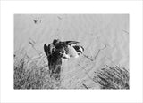 View of a peregrine falcon ...