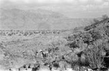 View of bushes growing on ...
