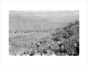 View of bushes growing on ...