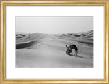 View of camels, belonging to ...