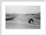View of camels, belonging to ...