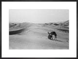 View of camels, belonging to ...