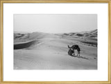 View of camels, belonging to ...
