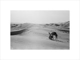 View of camels, belonging to ...
