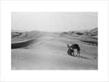 View of camels, belonging to ...