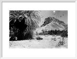 View of palms at the ...