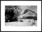 View of palms at the ...