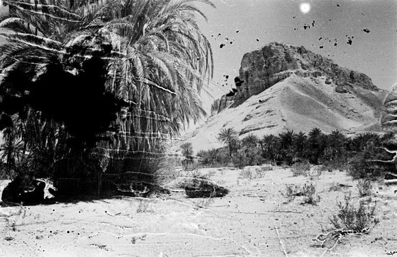 View of palms at the ...