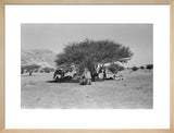 View of Wilfred Thesiger's travelling ...