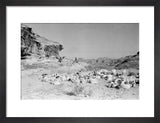 View of Qahtan Bedouin herding ...