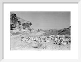 View of Qahtan Bedouin herding ...
