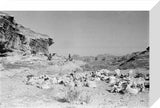 View of Qahtan Bedouin herding ...