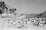 View of Qahtan Bedouin herding ...