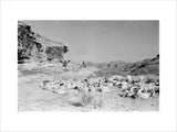 View of Qahtan Bedouin herding ...