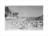 View of Qahtan Bedouin herding ...